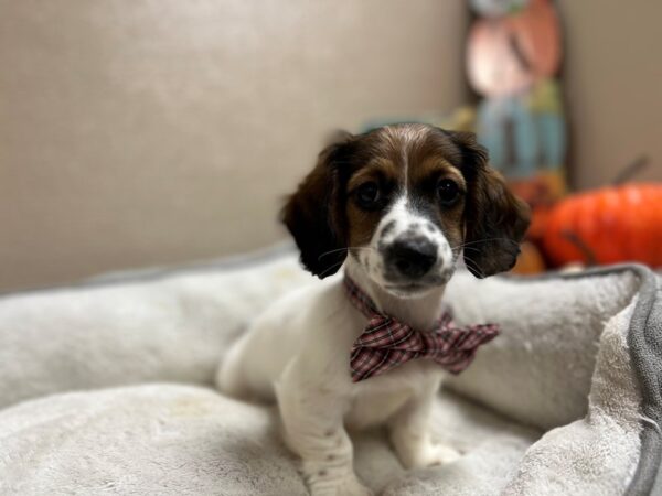 Mini Dachshund-DOG-Male-rd sbl pbld-6511-Petland San Antonio, TX