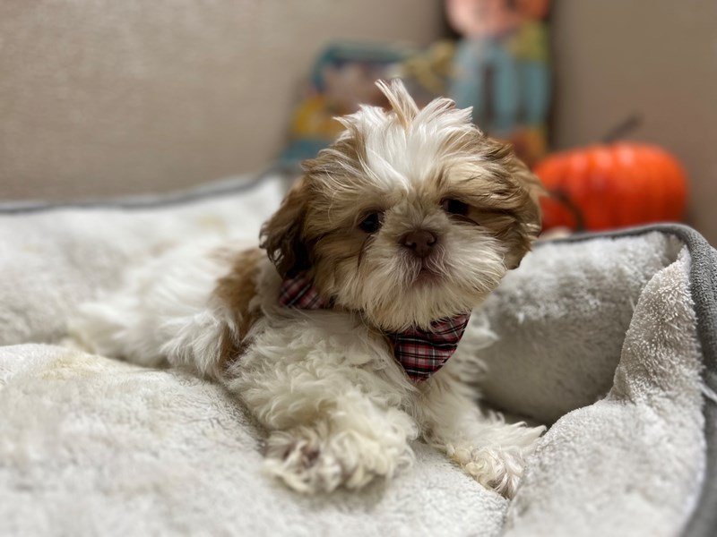 Shih Tzu Puppy wh & rd parti ID:6512 Located at Petland San Antonio, TX