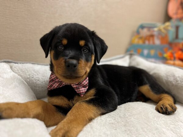 Rottweiler-DOG-Male-blk & rst-6513-Petland San Antonio, TX