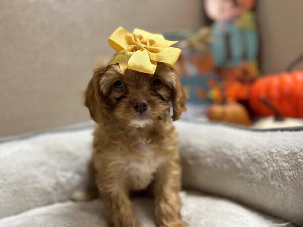 Cavapoo DOG Female rd gldn, wh mkgs 6514 Petland San Antonio, TX