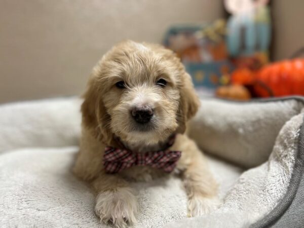 2nd Generation Mini Goldendoodle DOG Male cr, wh mkgs 6516 Petland San Antonio, TX