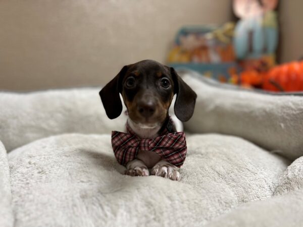 Mini Dachshund-DOG-Male-chlt & tn pbld-6518-Petland San Antonio, TX