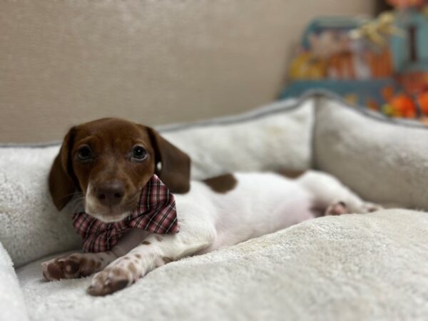 Mini Dachshund-DOG-Male-rd, pbld-6519-Petland San Antonio, TX