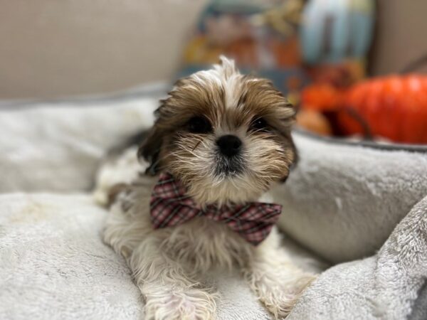 Shih Tzu-DOG-Male-wh & rd fn parti-6520-Petland San Antonio, TX