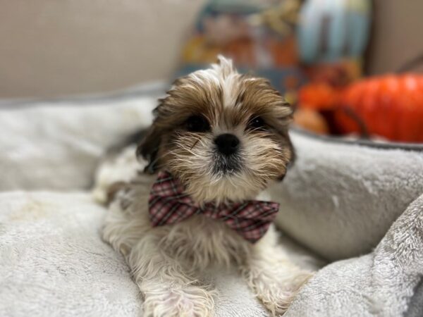 Shih Tzu DOG Male wh & rd fn parti 6520 Petland San Antonio, TX