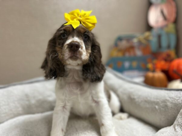 Cocker Spaniel DOG Female chlt rn, wh mkgs 6522 Petland San Antonio, TX