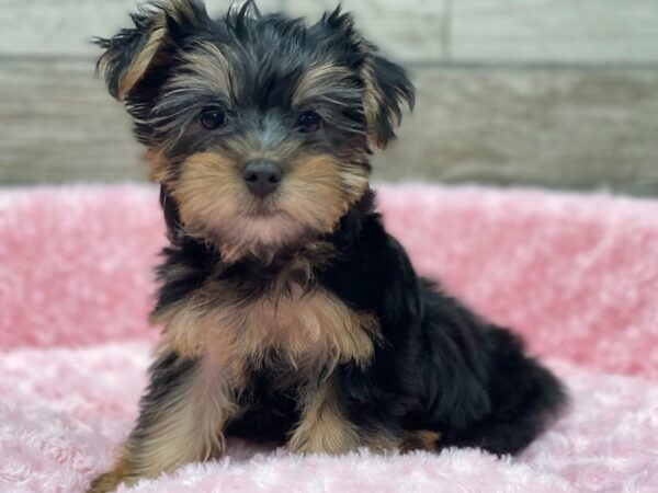 Silky Terrier DOG Female Black & Tan 9456 Petland San Antonio, TX