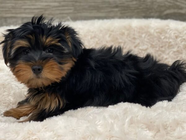 Silky Terrier DOG Male Black & Tan 9455 Petland San Antonio, TX