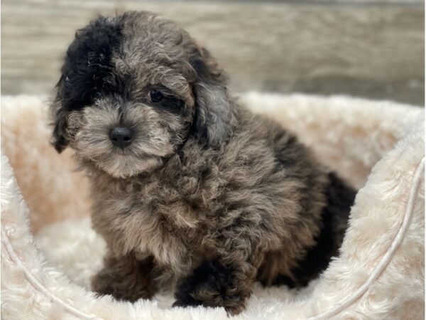 Miniature Aussie Poo-DOG-Male-Blue Merle-9454-Petland San Antonio, TX