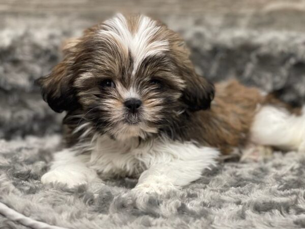 Shih Tzu-DOG-Female-Red Brindle & White-9452-Petland San Antonio, TX