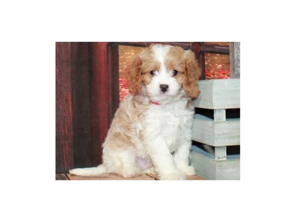 Cavapoo-DOG-Male-Blenheim & White-9447-Petland San Antonio, TX