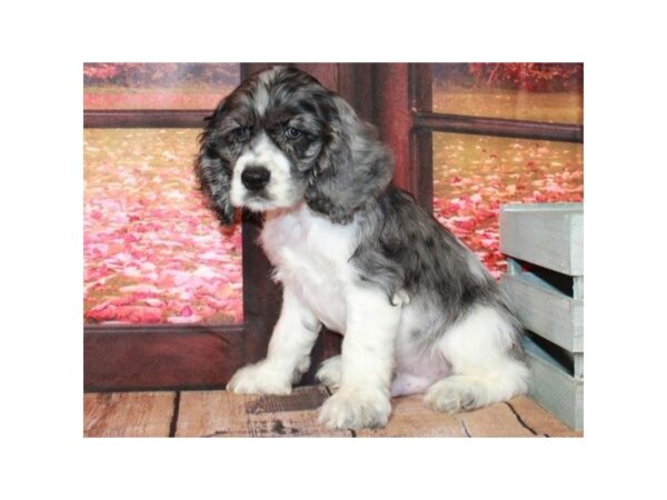 Cocker Spaniel DOG Male Blue Roan & White Parti 9448 Petland San Antonio, TX