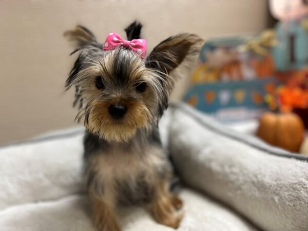 Yorkshire Terrier DOG Female blk & tn 6448 Petland San Antonio, TX