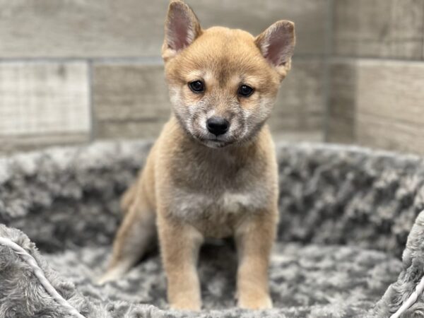 Shiba Inu-DOG-Male-Red Sesame-9457-Petland San Antonio, TX