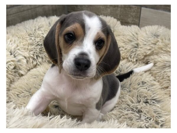 Beagle-DOG-Male-Gray & White-9459-Petland San Antonio, TX