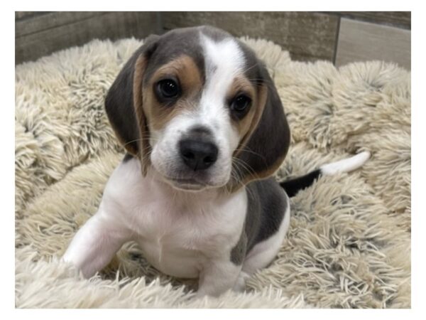 Beagle DOG Male Gray & White 9459 Petland San Antonio, TX