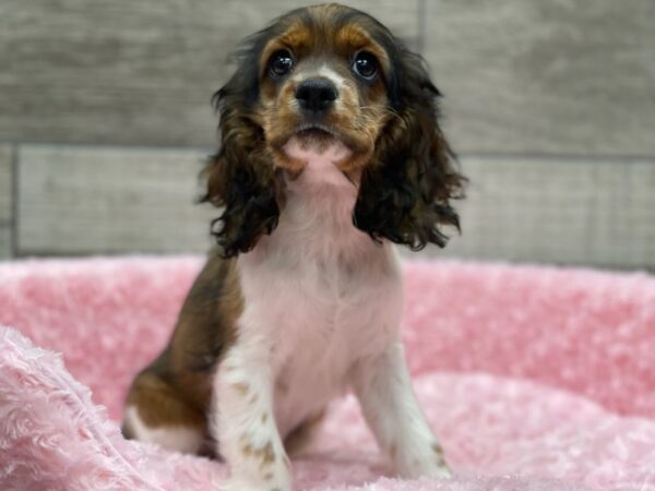 Cocker Spaniel DOG Female Red Roan Parti 9461 Petland San Antonio, TX