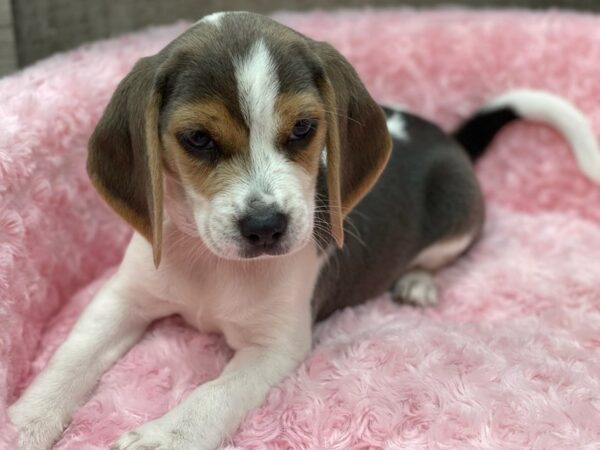 Beagle DOG Female Gray & White 9460 Petland San Antonio, TX