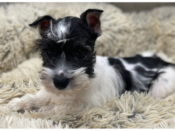 Miniature Schnauzer DOG Male White Salt & Pepper Parti 9462 Petland San Antonio, TX