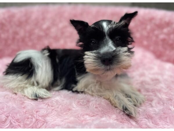 Miniature Schnauzer DOG Female White & Black Parti 9463 Petland San Antonio, TX