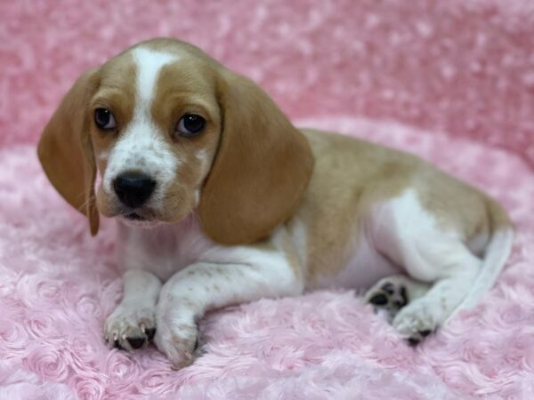 Beagle DOG Female Lemon & White 9466 Petland San Antonio, TX