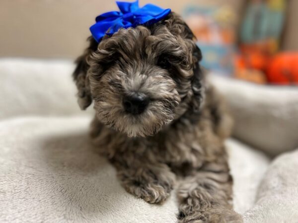 Whoodle-DOG-Female-bl mrl wh mkgs-6523-Petland San Antonio, TX
