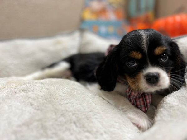 Cavalier King Charles Spaniel DOG Male blk & tn wh mkgs 6524 Petland San Antonio, TX