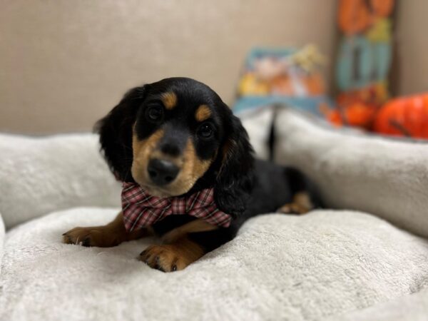 Mini Dachshund DOG Male blk & tn 6525 Petland San Antonio, TX