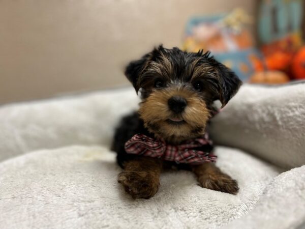 Yorkshire Terrier DOG Male blk & tn 6528 Petland San Antonio, TX