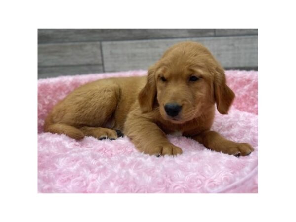 Golden Retriever-DOG-Female-Golden-9464-Petland San Antonio, TX