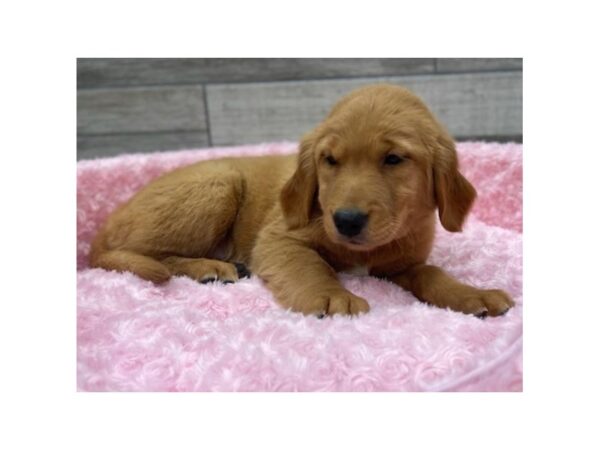 Golden Retriever DOG Female Golden 9464 Petland San Antonio, TX