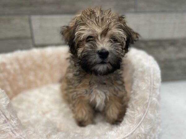 Havanese DOG Male Gold Sable 9442 Petland San Antonio, TX