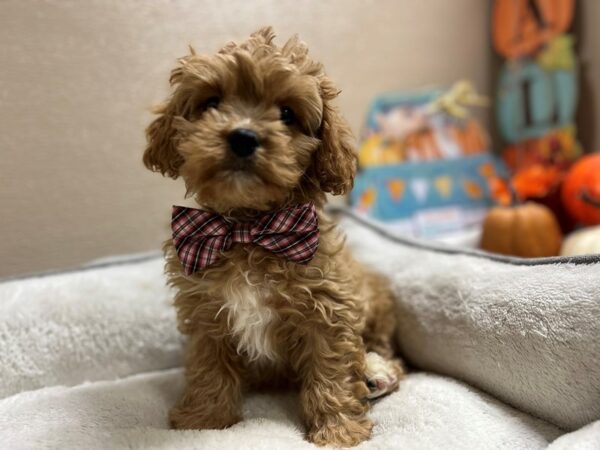 Cavapoo DOG Male rby 6527 Petland San Antonio, TX