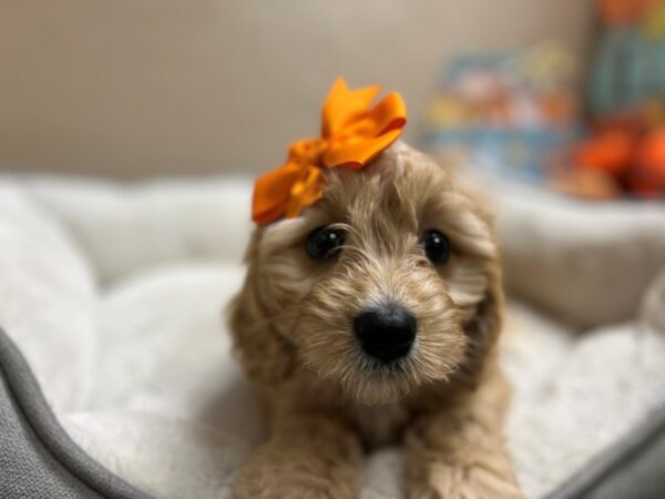 Cavachon DOG Female apct 6530 Petland San Antonio, TX