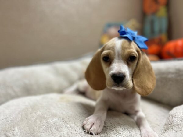 Beagle DOG Female lmn & wh 6531 Petland San Antonio, TX