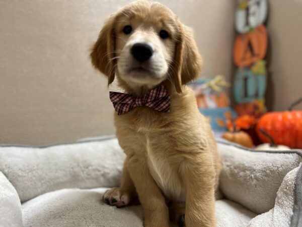 Golden Retriever-DOG-Male-gldn-6532-Petland San Antonio, TX