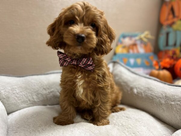 Cockapoo DOG Male rd 6533 Petland San Antonio, TX