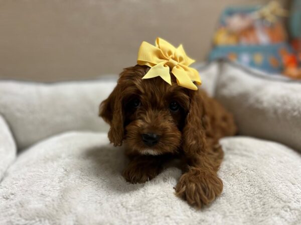 Cockapoo-DOG-Female-rd-6534-Petland San Antonio, TX