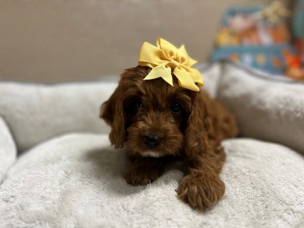 Cockapoo DOG Female rd 6534 Petland San Antonio, TX