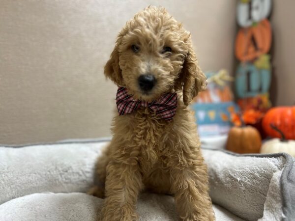 Labradoodle DOG Male rd 6535 Petland San Antonio, TX