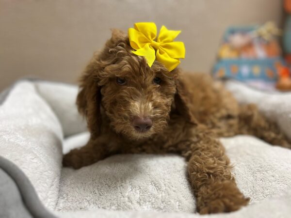 Labradoodle DOG Female rd 6536 Petland San Antonio, TX