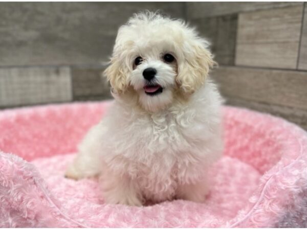 Maltipoo DOG Female White 9406 Petland San Antonio, TX