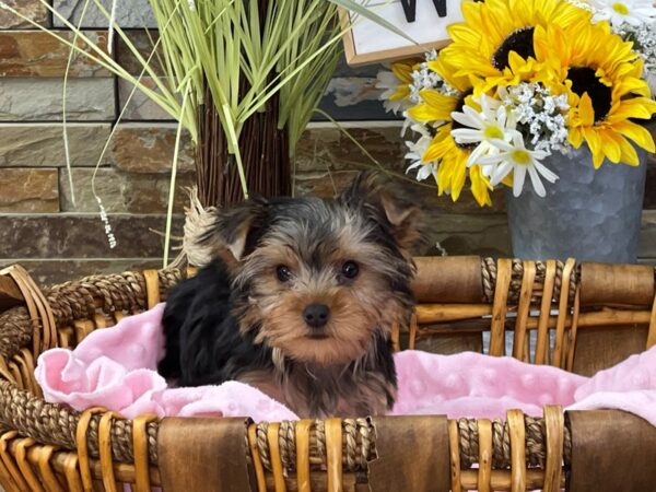 Yorkshire Terrier-DOG-Female-Black & Gold-9468-Petland San Antonio, TX
