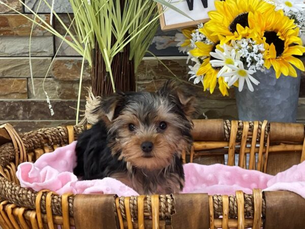 Yorkshire Terrier DOG Female Black & Gold 9468 Petland San Antonio, TX