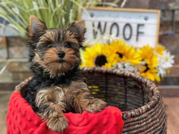 Yorkshire Terrier DOG Male Black & Gold 9467 Petland San Antonio, TX