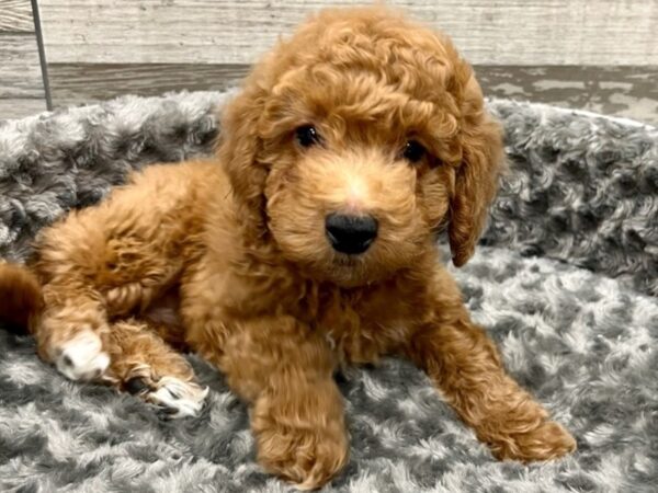 Miniature Goldendoodle DOG Male Golden 9469 Petland San Antonio, TX