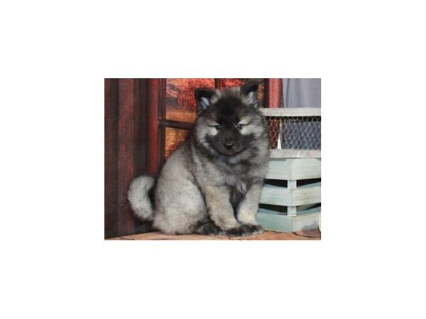 Keeshond DOG Male Silver & Black 9472 Petland San Antonio, TX