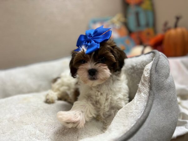 Shihpoo DOG Female parti 6537 Petland San Antonio, TX