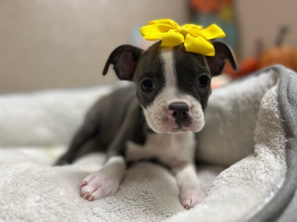Boston Terrier-DOG-Female-bl & wh-6538-Petland San Antonio, TX