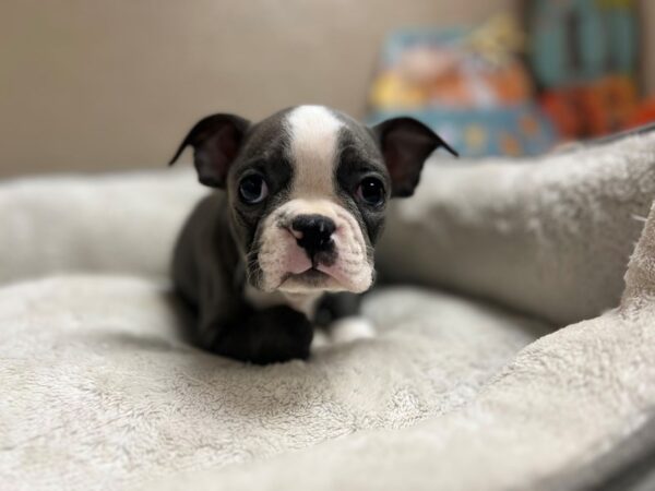 Boston Terrier-DOG-Female-bl & wh-6539-Petland San Antonio, TX